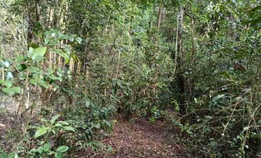 Parcela 1 hectárea con casa a orilla de carretera en Lican Ray