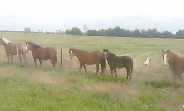 VENTA DE PARCELAS EN PARRAL CON ROL PROPIO