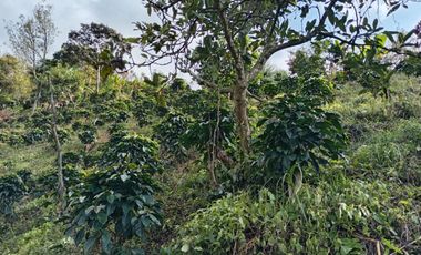 Oportunidad  Finca cafetera  zona alta de Costa Rica – Valle del Cauca