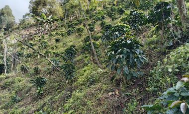 Oportunidad  Finca cafetera  zona alta de Costa Rica – Valle del Cauca