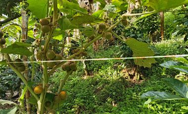 Oportunidad  Finca cafetera  zona alta de Costa Rica – Valle del Cauca