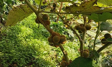 Oportunidad  Finca cafetera  zona alta de Costa Rica – Valle del Cauca