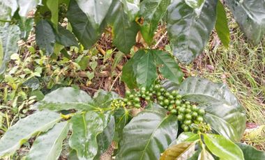 Oportunidad  Finca cafetera  zona alta de Costa Rica – Valle del Cauca