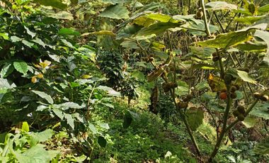 Oportunidad  Finca cafetera  zona alta de Costa Rica – Valle del Cauca