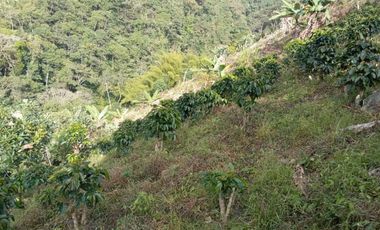 Oportunidad  Finca cafetera  zona alta de Costa Rica – Valle del Cauca