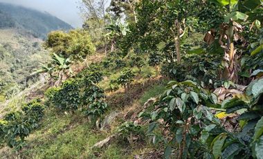 Oportunidad  Finca cafetera  zona alta de Costa Rica – Valle del Cauca