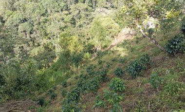 Oportunidad  Finca cafetera  zona alta de Costa Rica – Valle del Cauca