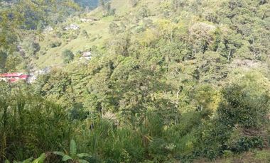 Oportunidad  Finca cafetera  zona alta de Costa Rica – Valle del Cauca