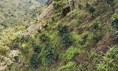 Oportunidad  Finca cafetera  zona alta de Costa Rica – Valle del Cauca