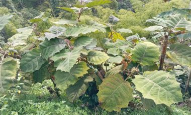 Oportunidad  Finca cafetera  zona alta de Costa Rica – Valle del Cauca