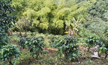 Oportunidad  Finca cafetera  zona alta de Costa Rica – Valle del Cauca