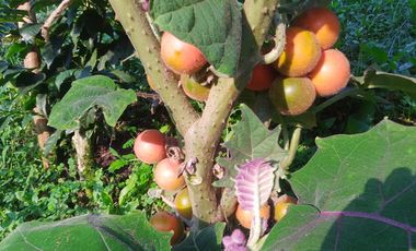 Oportunidad  Finca cafetera  zona alta de Costa Rica – Valle del Cauca