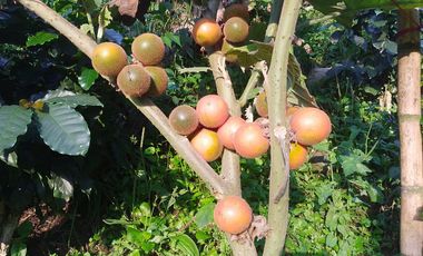 Oportunidad  Finca cafetera  zona alta de Costa Rica – Valle del Cauca