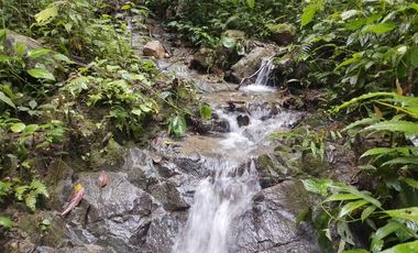 Oportunidad  Finca cafetera  zona alta de Costa Rica – Valle del Cauca