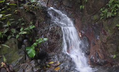 Oportunidad  Finca cafetera  zona alta de Costa Rica – Valle del Cauca