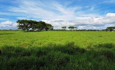 VENDO FINCA MUNICIPIO PELAYA CESAR 173 HECTAREAS