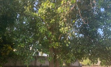 TERRENO EN CASITAS, TECOLUTLA, VERACRUZ. COL. VIRGILIO URIBE