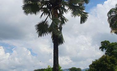 SE VENDE FINCA EN COMBIA,DOS  CASAS