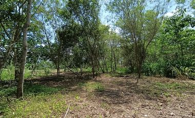 Vendo terreno de 2 ha ideal para casa de campo, cerca de Tarapoto.