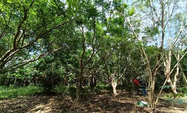 Vendo terreno de 2 ha ideal para casa de campo, cerca de Tarapoto.