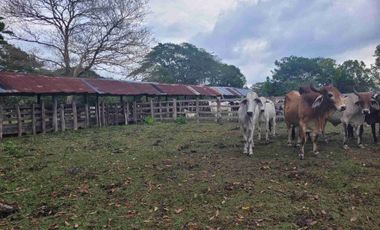 Vendo Finca de 4.700 Hectáreas en Puerto López Meta, Sector El Toro