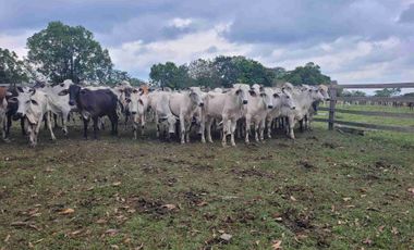 Vendo Finca de 4.700 Hectáreas en Puerto López Meta, Sector El Toro