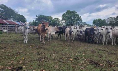 Vendo Finca de 4.700 Hectáreas en Puerto López Meta, Sector El Toro