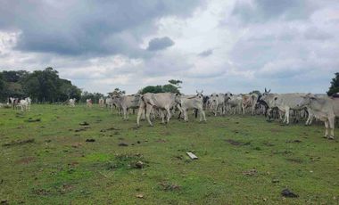 Vendo Finca de 4.700 Hectáreas en Puerto López Meta, Sector El Toro