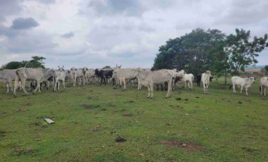 Vendo Finca de 4.700 Hectáreas en Puerto López Meta, Sector El Toro