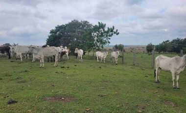 Vendo Finca de 4.700 Hectáreas en Puerto López Meta, Sector El Toro