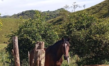 Venta Finca Agrícola San Roque Antioquia