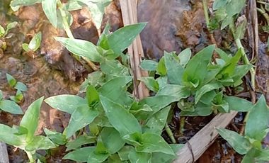 Venta Finca Agrícola San Roque Antioquia