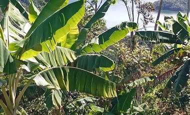 Venta Finca Agrícola San Roque Antioquia