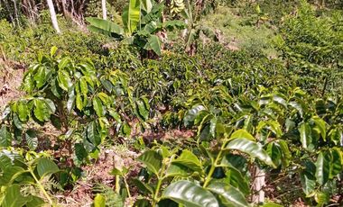 Venta Finca Agrícola San Roque Antioquia