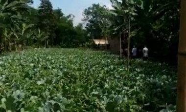 2690 M2 Tanah Kebun Datar Strategis, Pinggir Jalan Pangauban, Batujajar, Bandung Barat