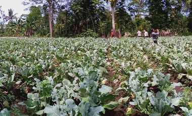 2690 M2 Tanah Kebun Datar Strategis, Pinggir Jalan Pangauban, Batujajar, Bandung Barat