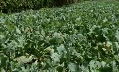 2690 M2 Tanah Kebun Datar Strategis, Pinggir Jalan Pangauban, Batujajar, Bandung Barat