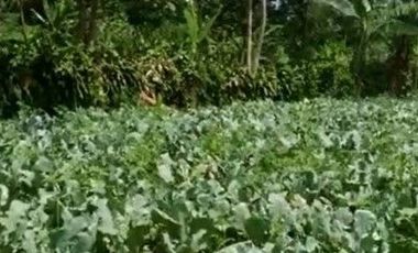 2690 M2 Tanah Kebun Datar Strategis, Pinggir Jalan Pangauban, Batujajar, Bandung Barat