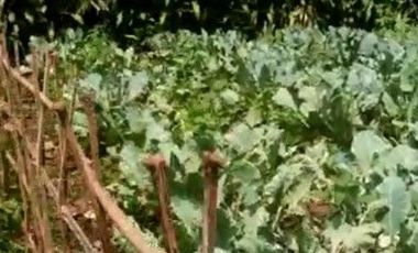 2690 M2 Tanah Kebun Datar Strategis, Pinggir Jalan Pangauban, Batujajar, Bandung Barat