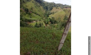 Venta Finca Ganadera en Maceo Antioquia