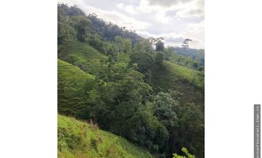 Venta Finca Ganadera en Maceo Antioquia