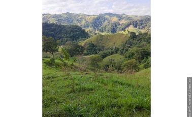 Venta Finca Ganadera en Maceo Antioquia