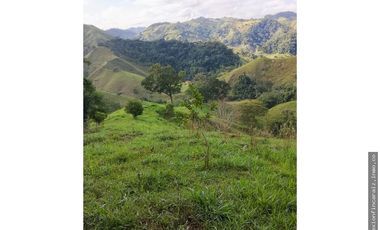 Venta Finca Ganadera en Maceo Antioquia
