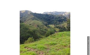 Venta Finca Ganadera en Maceo Antioquia