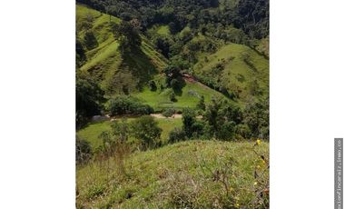 Venta Finca Ganadera en Maceo Antioquia