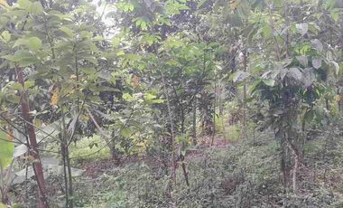 dijual lahan pinggir jalan murah