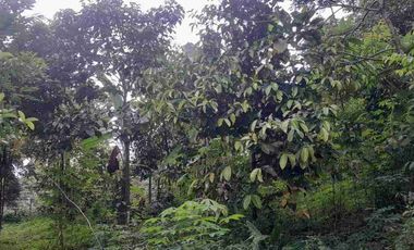 dijual lahan pinggir jalan murah