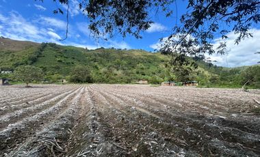 VENDO EXCELENTE FINCA CAFETERA DE 14.500 m2 EN VEREDA LA HOLANDA, PITALITO, HUILA