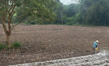 VENDO EXCELENTE FINCA CAFETERA DE 14.500 m2 EN VEREDA LA HOLANDA, PITALITO, HUILA