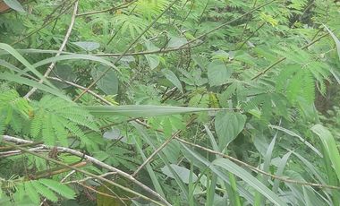 PRIME LAND FOR SALE ICONIC VIEW KINTAMANI